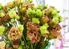 De Rossanne Terracotta. Het soort heeft "harde bloemblaadjes, is goed houdbaar, heeft unieke kleuren en een breed toepassingsgebied".